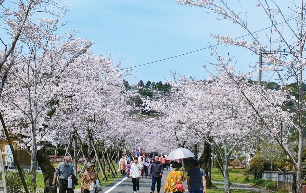 第75回 都城もちお桜まつり